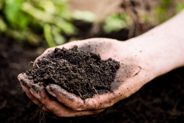 main tenant une poignée de terre végétale