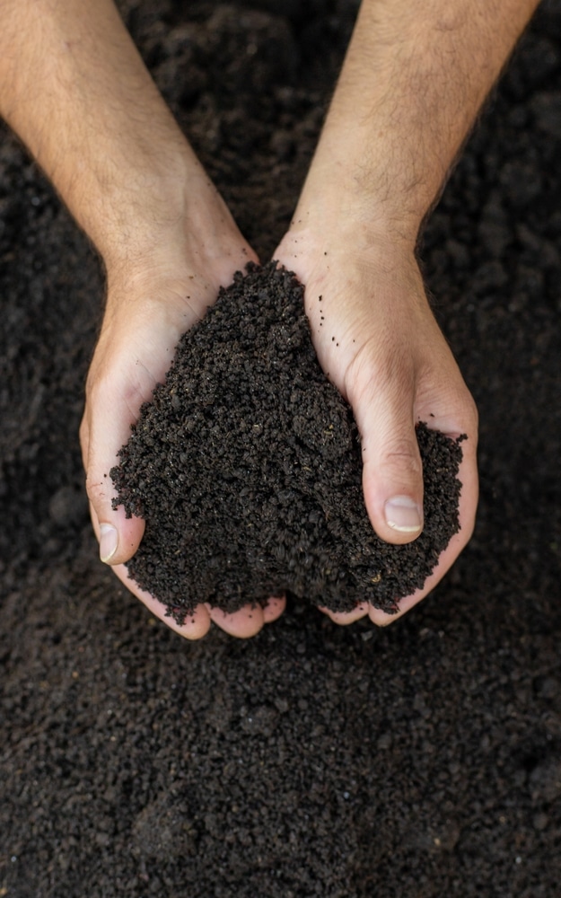 Terreau fertile : mains tenant du compost bio de qualité Mains d'un jardinier tenant une poignée de terreau noir fertile et riche en nutriments au-dessus d'un tas de terre.